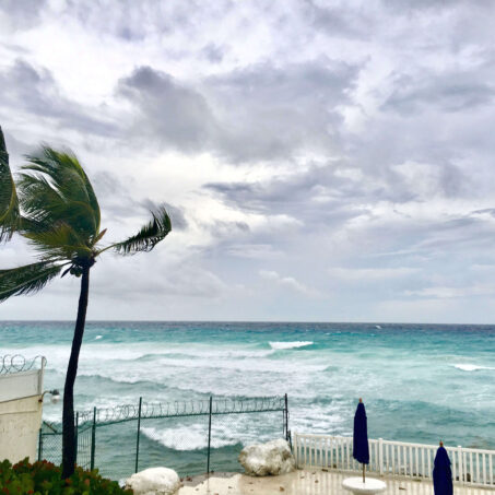 Palm trees beside the sea blowing in the extreme wind
