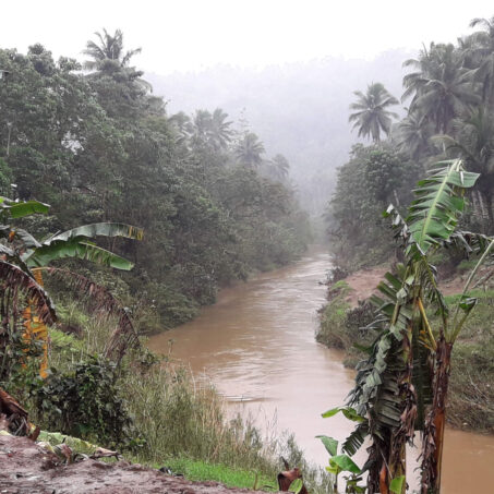 Fluss und Wald in den Philippinen